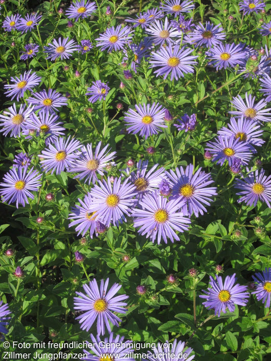 Frikarts Aster 'Wunder von Stäfa' (Aster x frikartii)