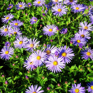 Frikarts Aster 'Wunder von Stäfa' (Aster x frikartii)