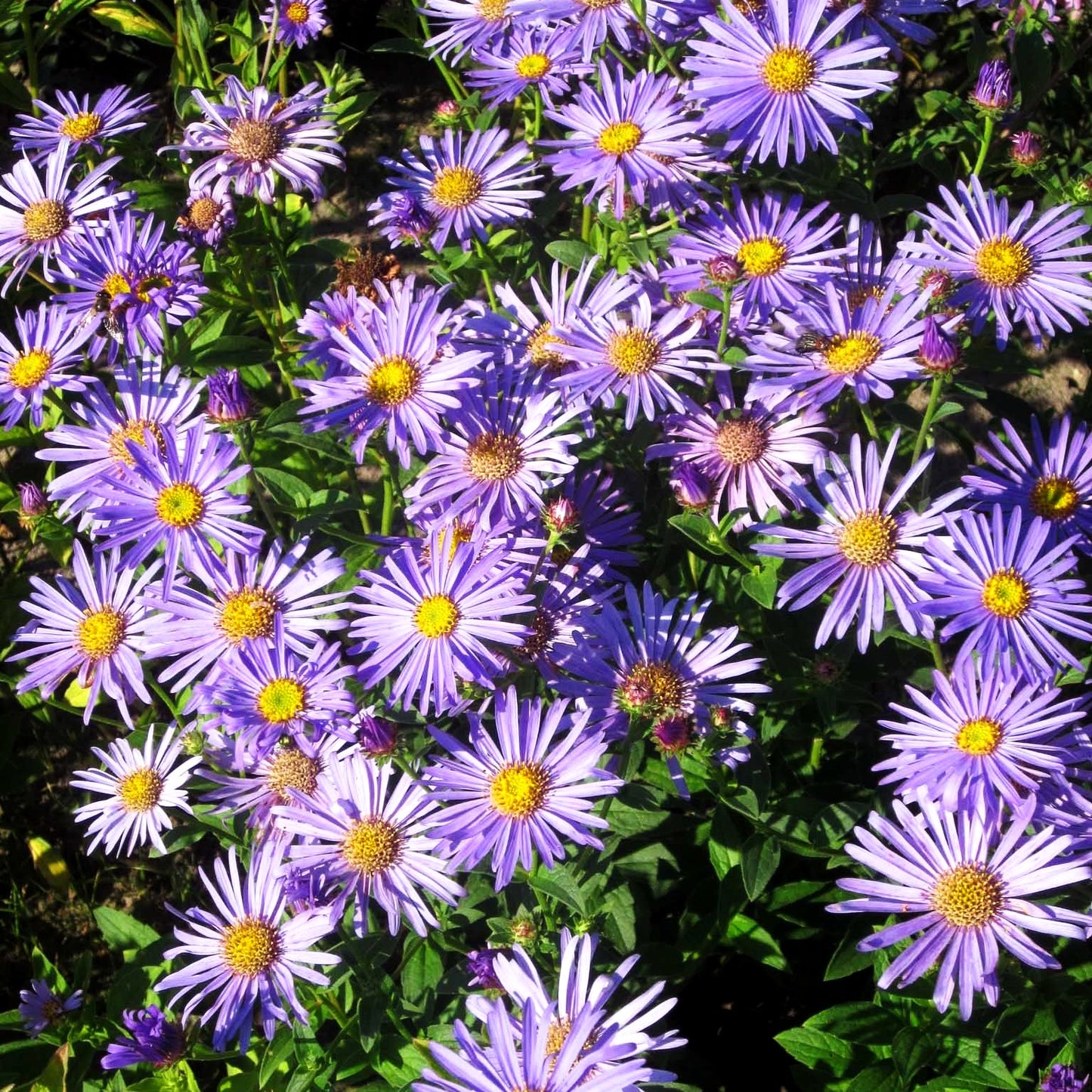Frikarts Aster 'Wunder von Stäfa' (Aster x frikartii)