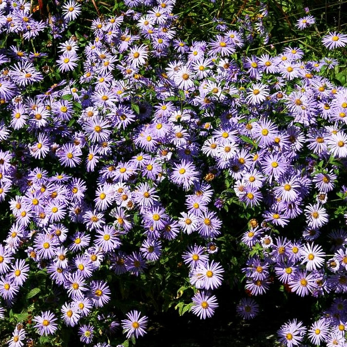 Frikarts Aster 'Wunder von Stäfa' (Aster x frikartii)