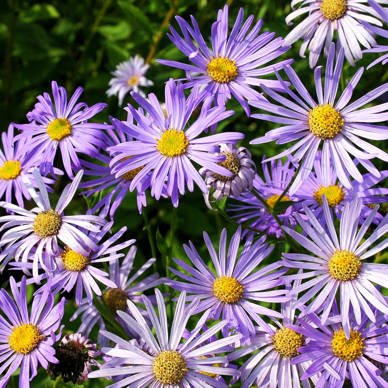 Frikarts Aster 'Wunder von Stäfa' (Aster x frikartii)