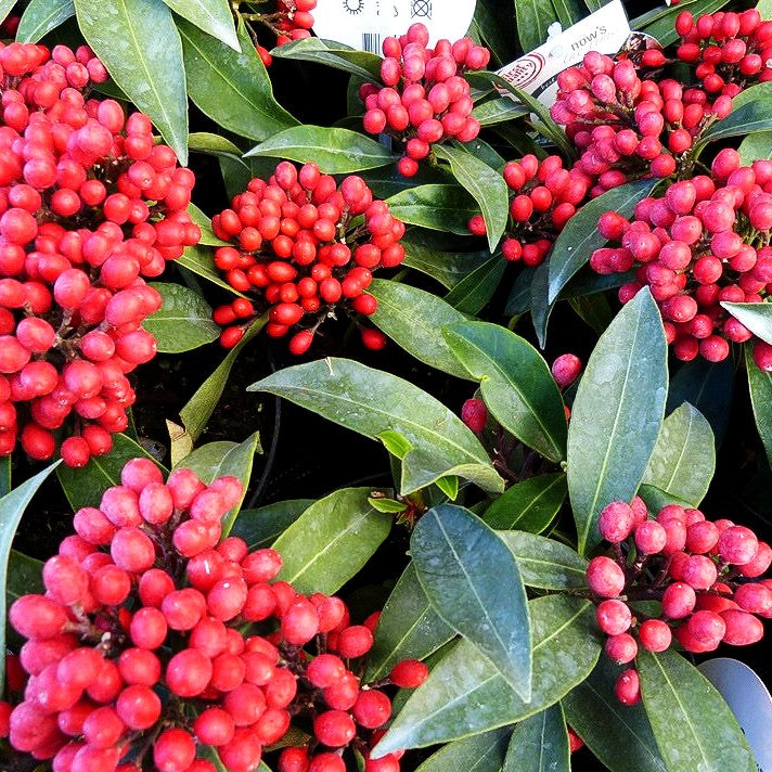 Frucht-Skimmie (Skimmia reevesiana)