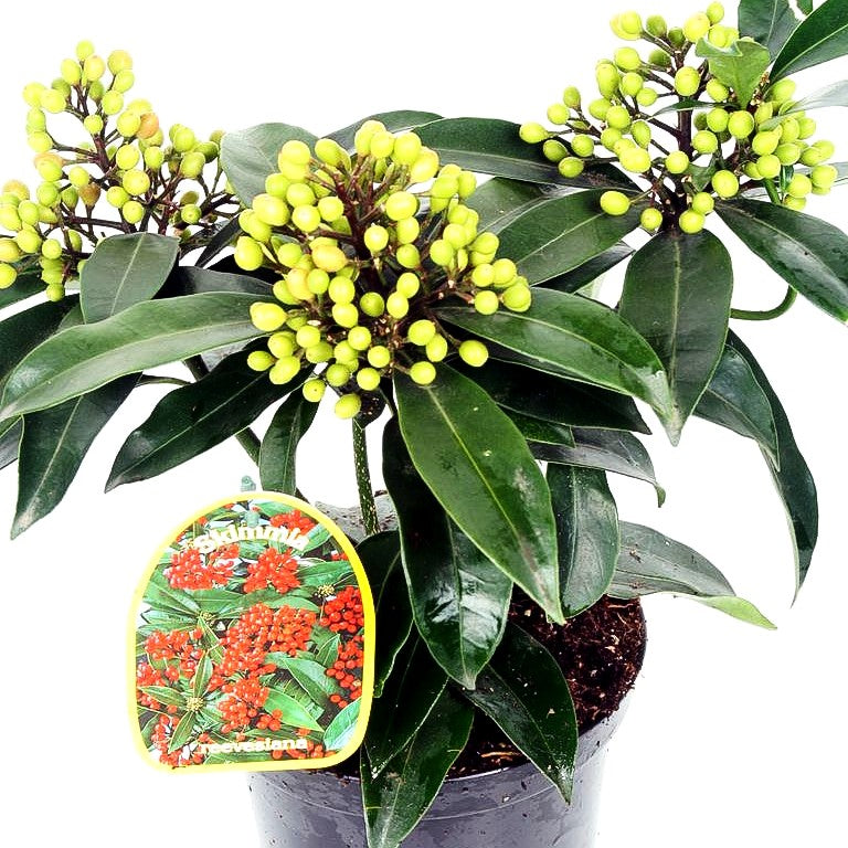 Frucht-Skimmie (Skimmia reevesiana)