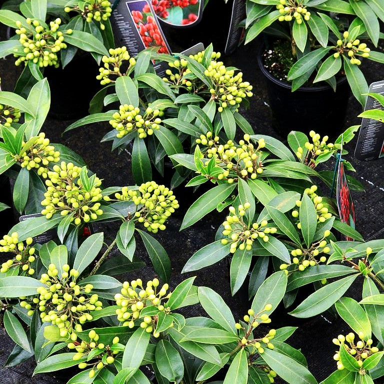 Frucht-Skimmie (Skimmia reevesiana)