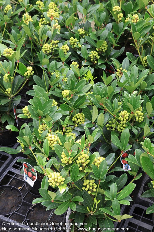 Frucht-Skimmie 'Temptation' (Skimmia japonica)