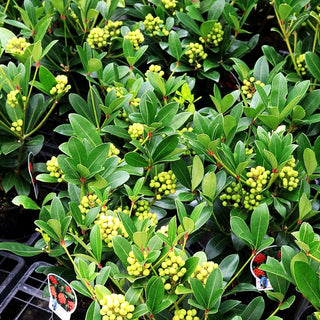 Frucht-Skimmie 'Temptation' (Skimmia japonica)