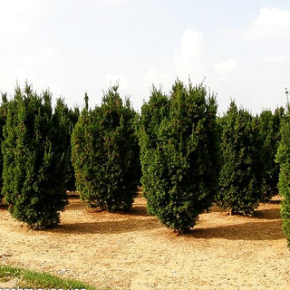 Fruchtende Becher-Eibe 'Hicksii' (Taxus media)