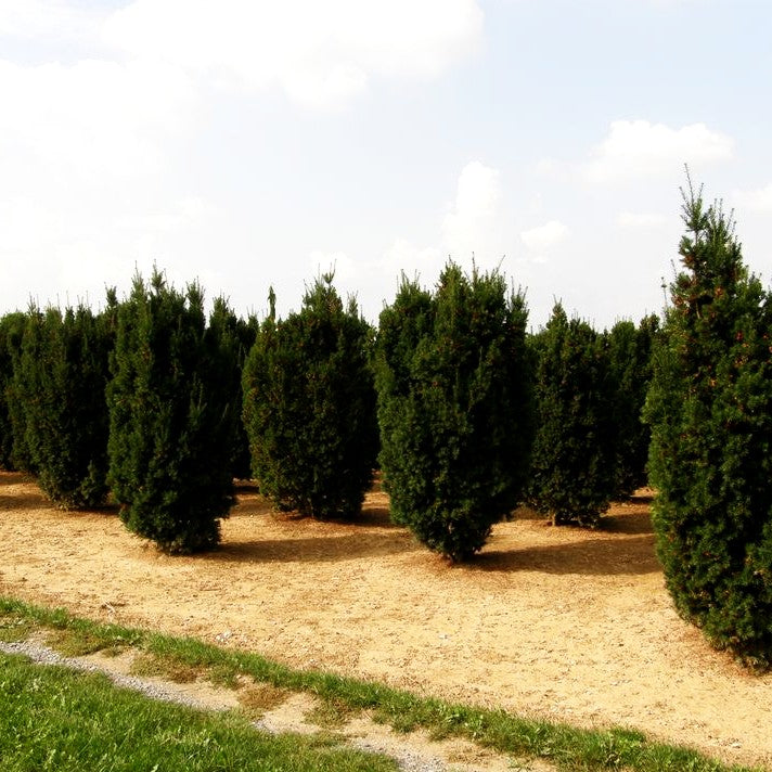 Fruchtende Becher-Eibe 'Hicksii' (Taxus media)