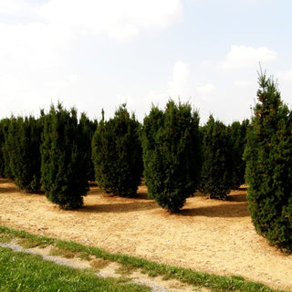 Fruchtende Becher-Eibe 'Hicksii' (Taxus media)