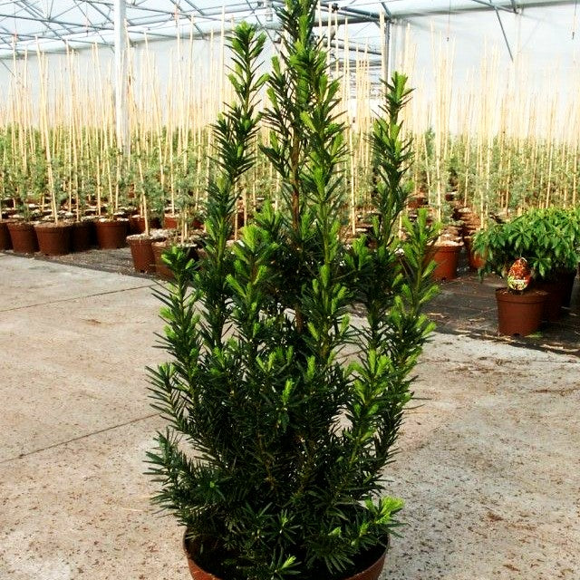 Fruchtende Becher-Eibe 'Hicksii' (Taxus media)