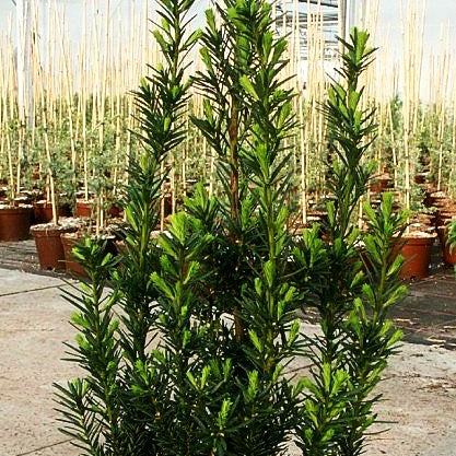 Fruchtende Becher-Eibe 'Hicksii' (Taxus media)