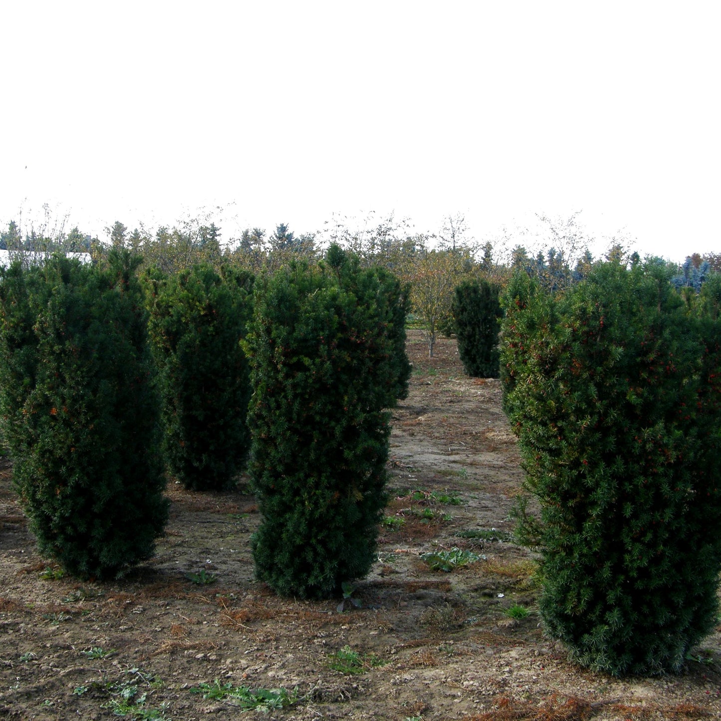 Fruchtende Becher-Eibe 'Hicksii' (Taxus media)