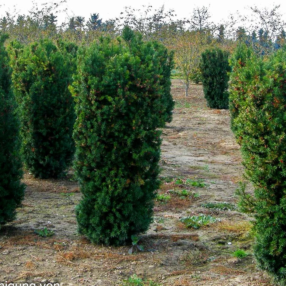 Fruchtende Becher-Eibe 'Hicksii' (Taxus media)