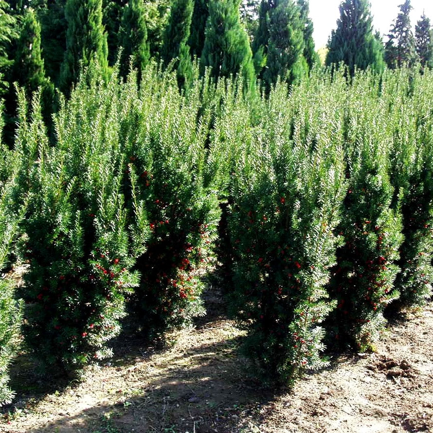 Fruchtende Becher-Eibe 'Hicksii' (Taxus media)