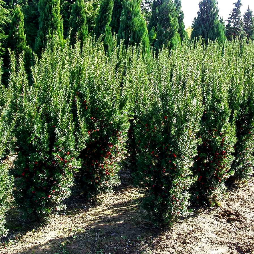 Fruchtende Becher-Eibe 'Hicksii' (Taxus media)