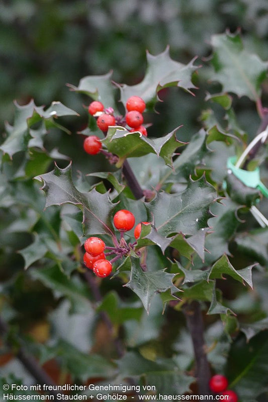 Fruchtende Stechpalme 'Blue Angel' (Ilex x meserveae)