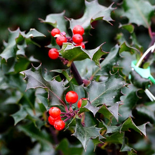 Fruchtende Stechpalme 'Blue Angel' (Ilex x meserveae)