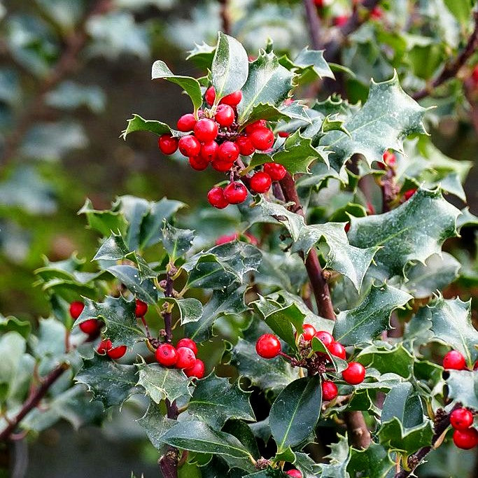 Fruchtende Stechpalme 'Blue Angel' (Ilex x meserveae)