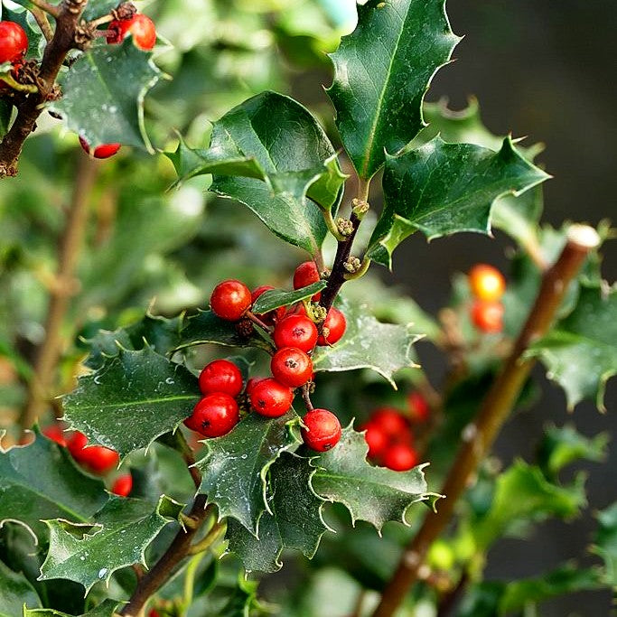 Fruchtende Stechpalme 'Blue Angel' (Ilex x meserveae)