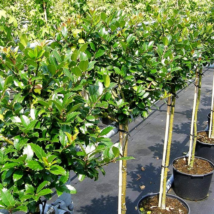 Fruchtende Stechpalme 'Blue Maid' (Ilex x meserveae)