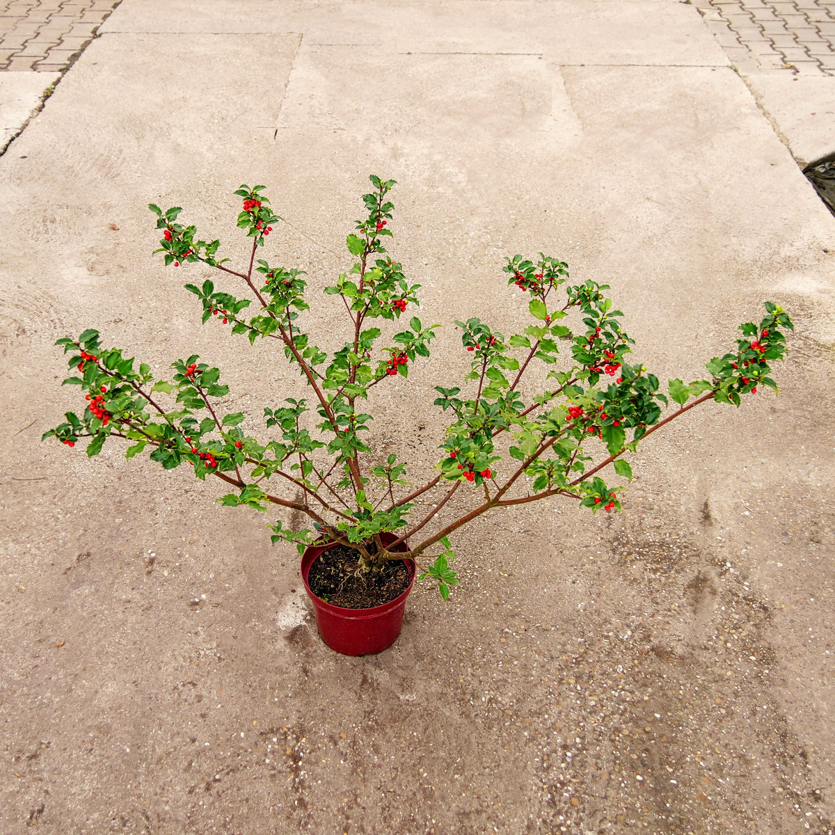 Fruchtende Stechpalme 'Blue Princess' (Ilex x meserveae)