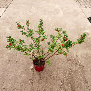 Fruchtende Stechpalme 'Blue Princess' (Ilex x meserveae)