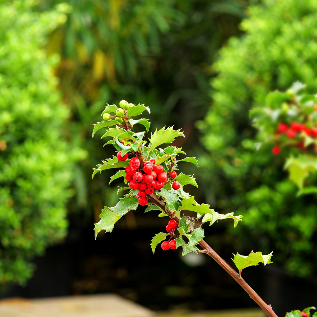 Fruchtende Stechpalme 'Blue Princess' (Ilex x meserveae)