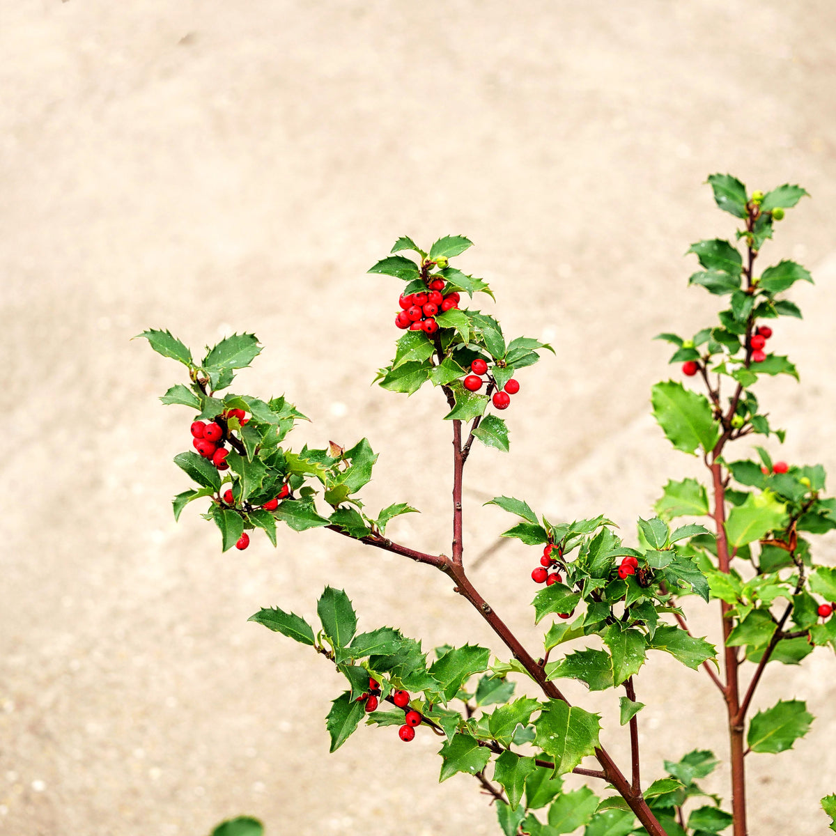 Fruchtende Stechpalme 'Blue Princess' (Ilex x meserveae)