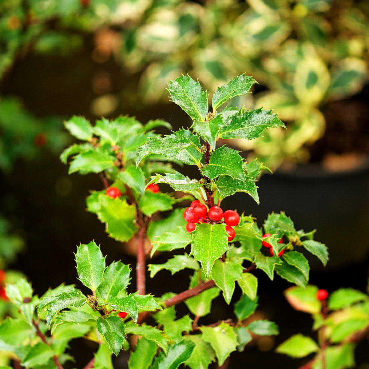 Fruchtende Stechpalme 'Blue Princess' (Ilex x meserveae)