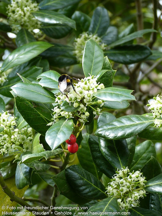 Fruchtende Stechpalme 'J.C.van Tol' (Ilex aquifolium)