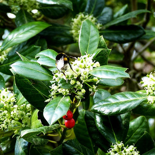 Fruchtende Stechpalme 'J.C.van Tol' (Ilex aquifolium)