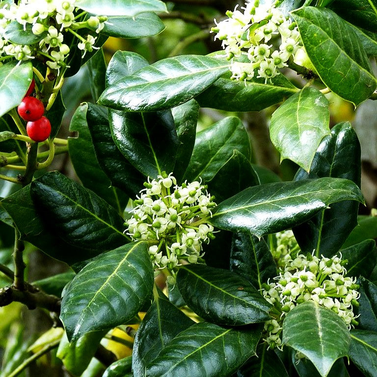 Fruchtende Stechpalme 'J.C.van Tol' (Ilex aquifolium)