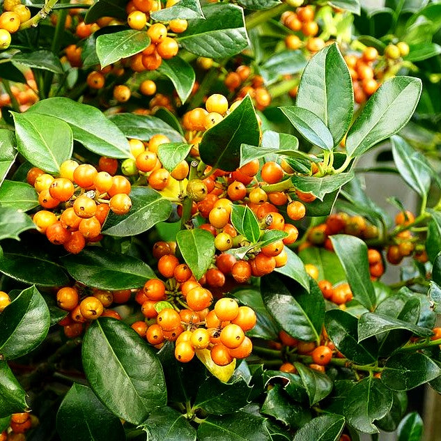 Fruchtende Stechpalme 'J.C.van Tol' (Ilex aquifolium)