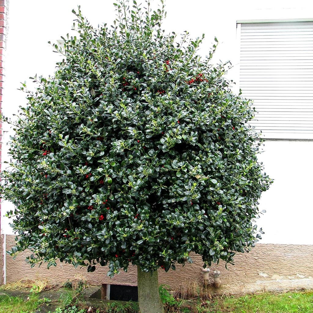 Fruchtende Stechpalme 'J.C.van Tol' (Ilex aquifolium)