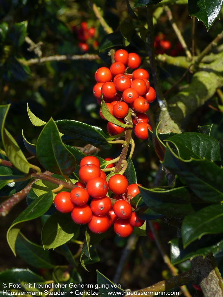 Fruchtende Stechpalme 'J.C.van Tol' (Ilex aquifolium)