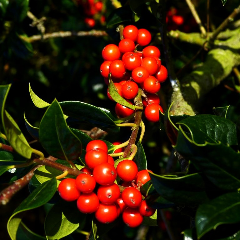 Fruchtende Stechpalme 'J.C.van Tol' (Ilex aquifolium)