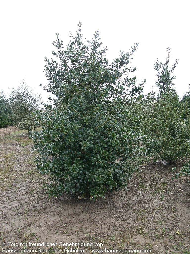 Fruchtende Stechpalme 'J.C.van Tol' (Ilex aquifolium)