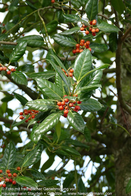 Fruchtende Stechpalme 'Nellie R.Stevens' (Ilex x cult.)