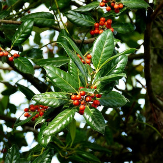 Fruchtende Stechpalme 'Nellie R.Stevens' (Ilex x cult.)