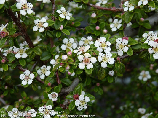 Fruchtende Teppich-Zwergmispel 'Coral Beauty' (Cotoneaster dammeri)