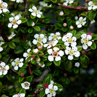 Fruchtende Teppich-Zwergmispel 'Coral Beauty' (Cotoneaster dammeri)