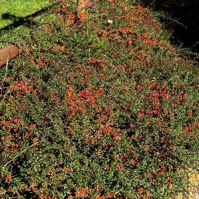 Fruchtende Teppich-Zwergmispel 'Coral Beauty' (Cotoneaster dammeri)