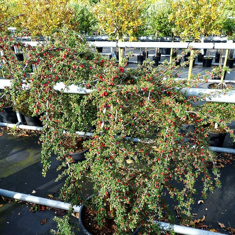 Fruchtende Teppich-Zwergmispel 'Coral Beauty' (Cotoneaster dammeri)