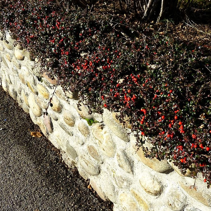 Fruchtende Teppich-Zwergmispel 'Coral Beauty' (Cotoneaster dammeri)