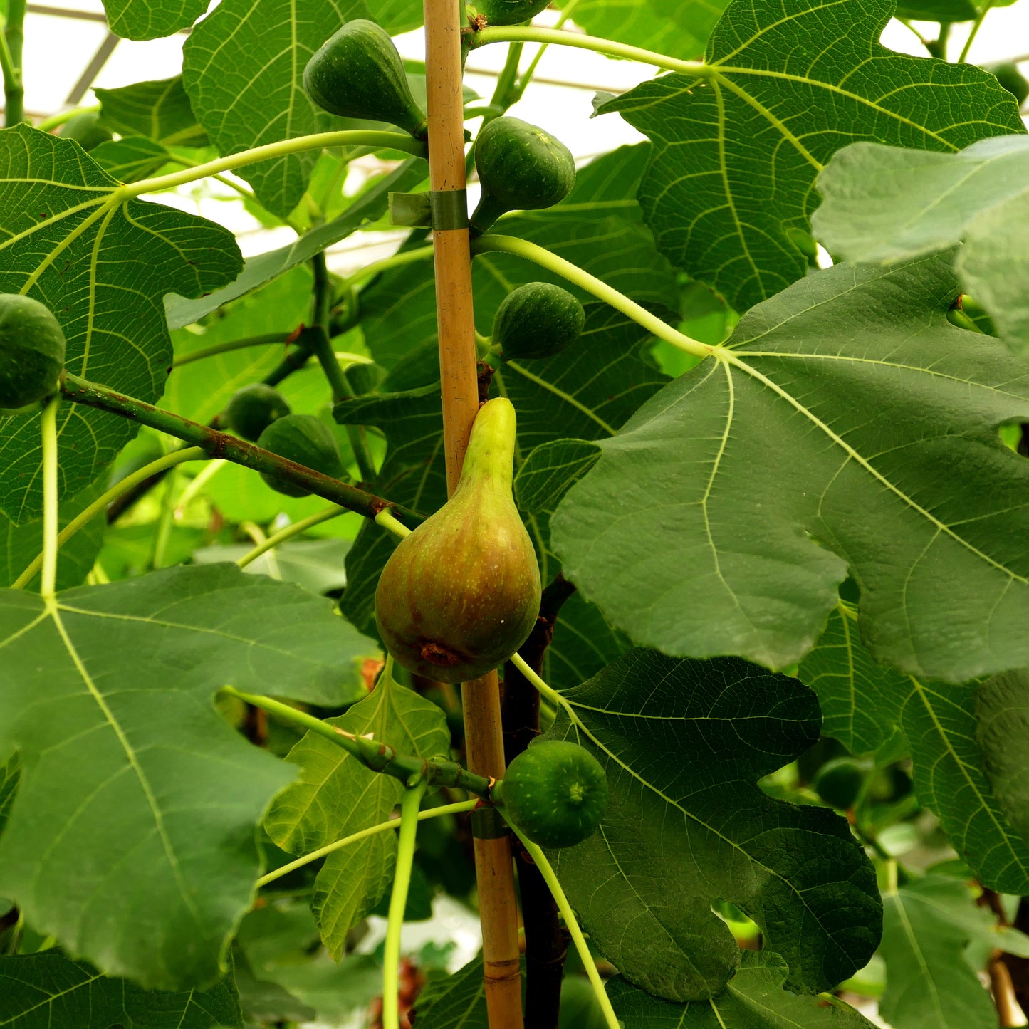 Fruchtfeige 'Bayernfeige Violetta' (Ficus carica)