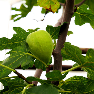 Fruchtfeige 'Brogiotto nero' (Ficus carica)