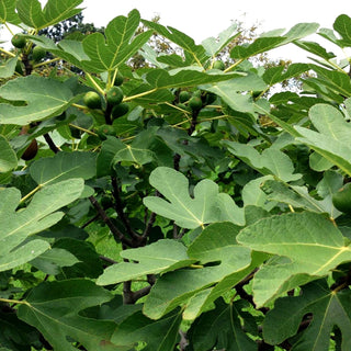 Fruchtfeige 'Brown Turkey' (Ficus carica)