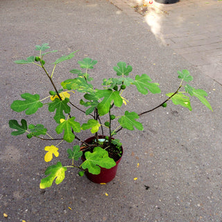 Fruchtfeige 'Firoma' (Ficus carica)