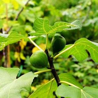 Fruchtfeige 'Helvetica' (Ficus carica)