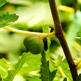 Fruchtfeige 'Ice Crystal' (Ficus carica)